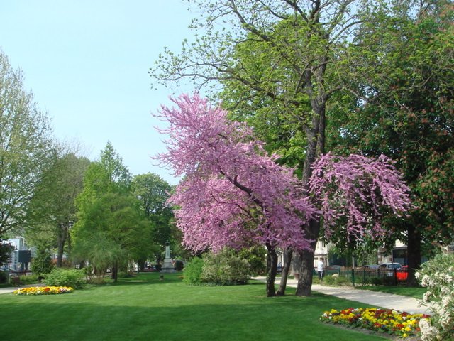 Cercis siliquastrum en fleur